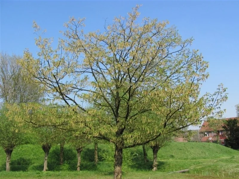 Ostrya Carpinifolia (Europese Hopbeuk)-1