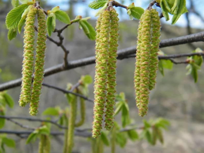Ostrya Carpinifolia (Europese Hopbeuk)-2