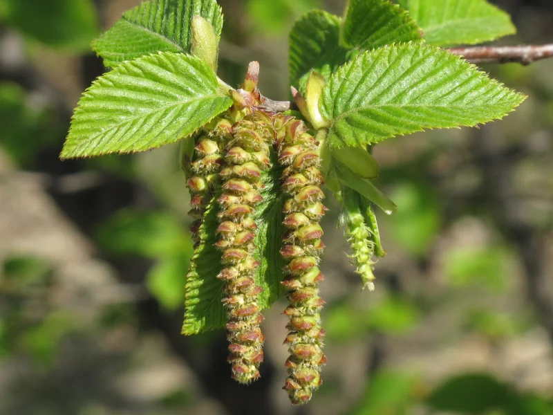Ostrya Carpinifolia (Europese Hopbeuk)-3