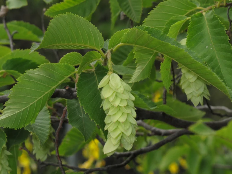 Ostrya Carpinifolia (Europese Hopbeuk)-4