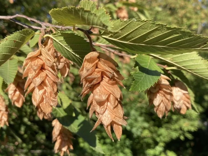 Ostrya Carpinifolia (Europese Hopbeuk)-5