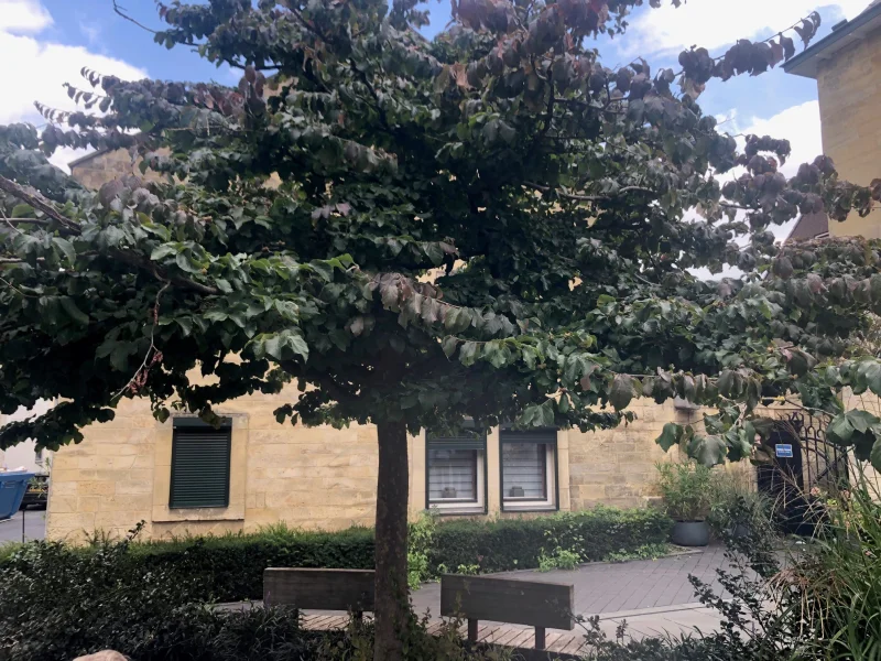 Parrotia Persica (Perzisch IJzerhout)-1
