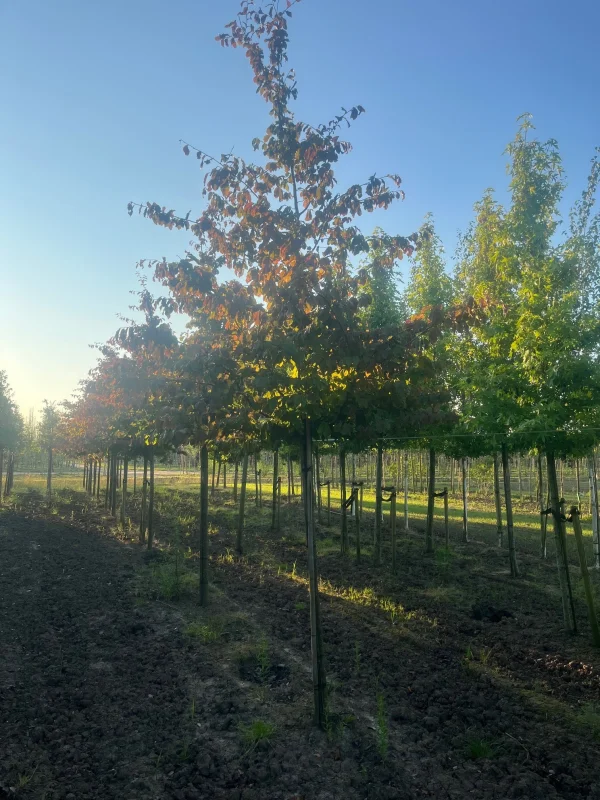 Parrotia Persica (Perzisch IJzerhout)-3