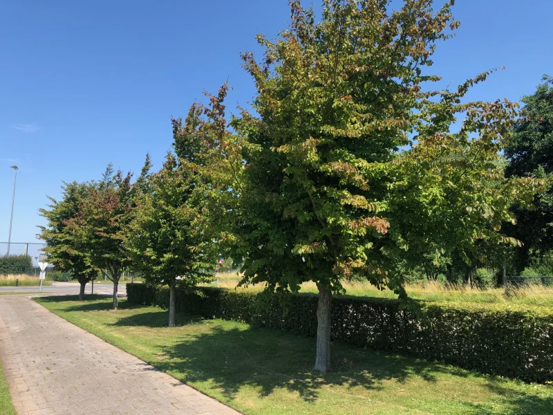 Parrotia Persica (Perzisch IJzerhout)-5