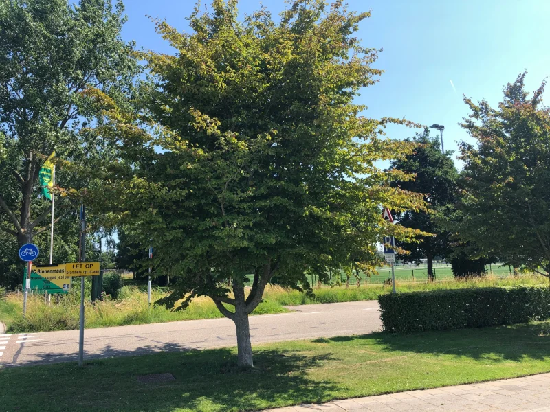 Parrotia Persica (Perzisch IJzerhout)-6