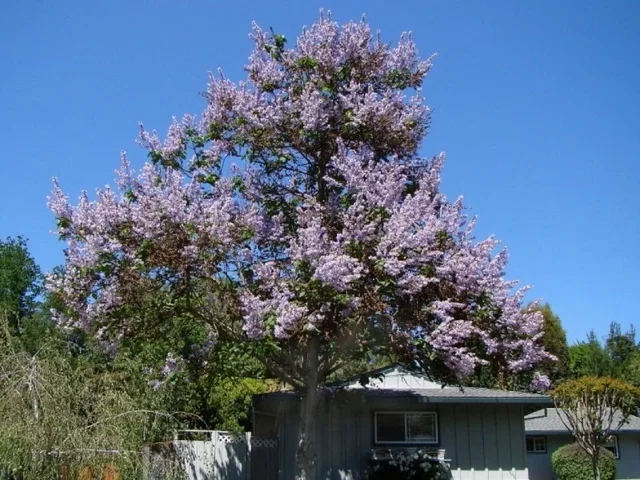 Paulownia Tomentosa (Blauglockenbaum)