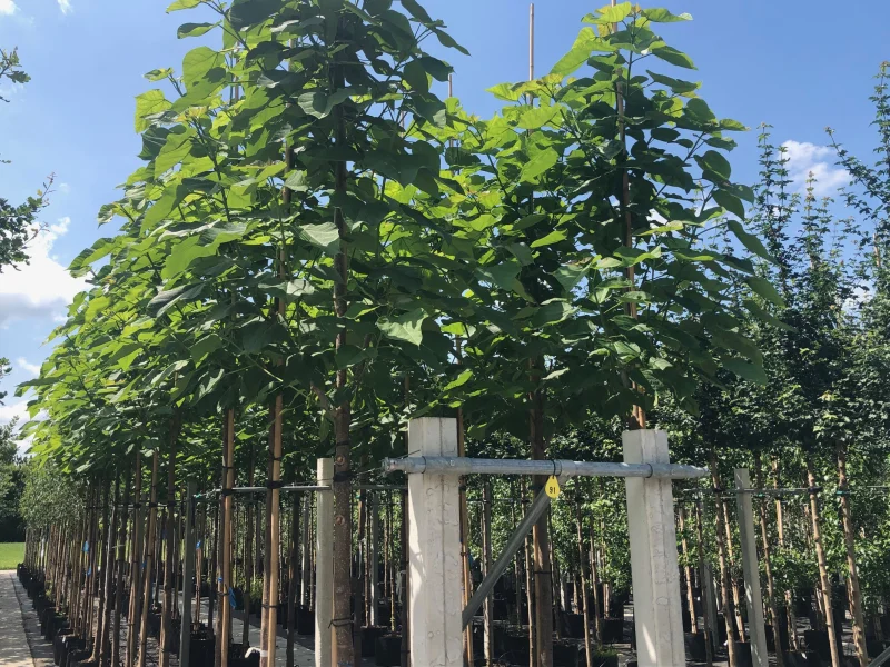 Paulownia Tomentosa (Anna Paulowna)-2