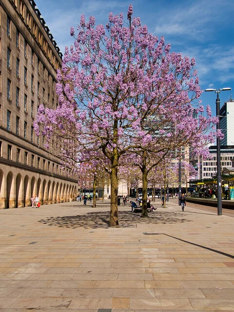 Paulownia Tomentosa (Anna Paulowna)-4