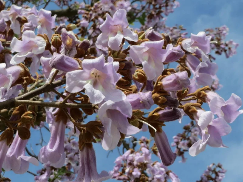 Paulownia Tomentosa (Anna Paulowna)-5
