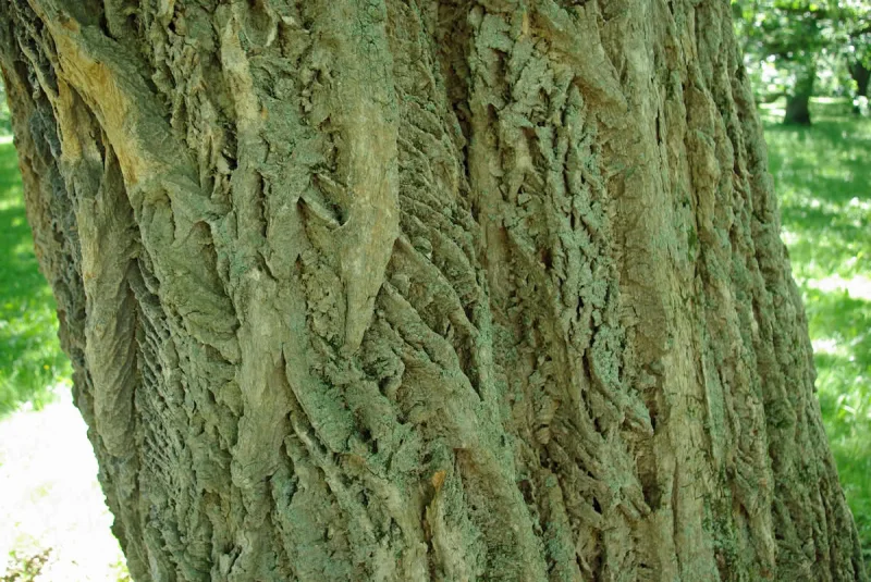Phellodendron Amurense (Kurkboom)-4