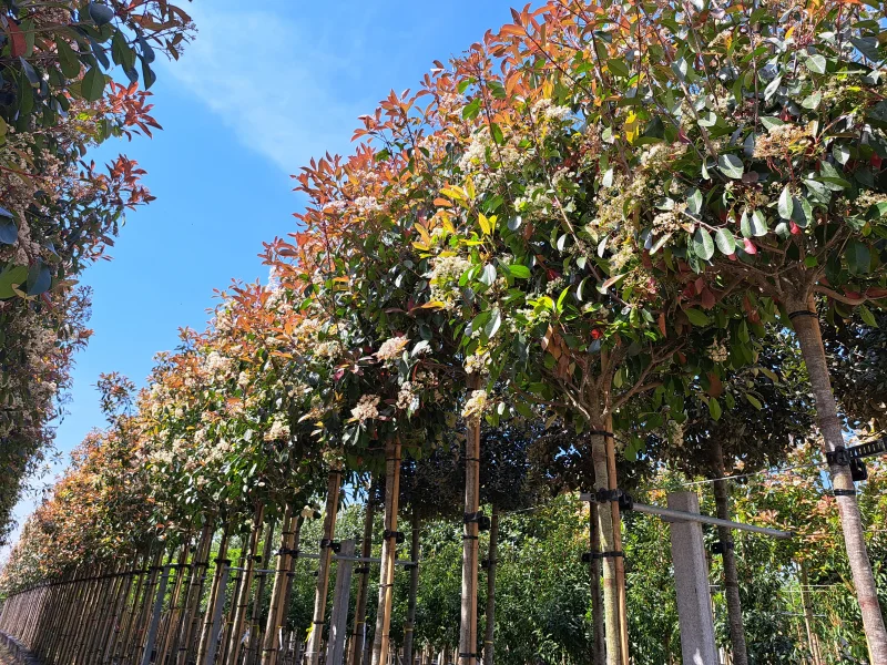 Photinia X Fraseri Red Robin (Glansmispel)