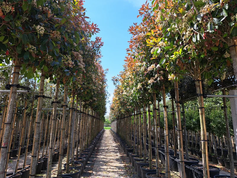 Photinia X Fraseri Red Robin (Glansmispel)-3