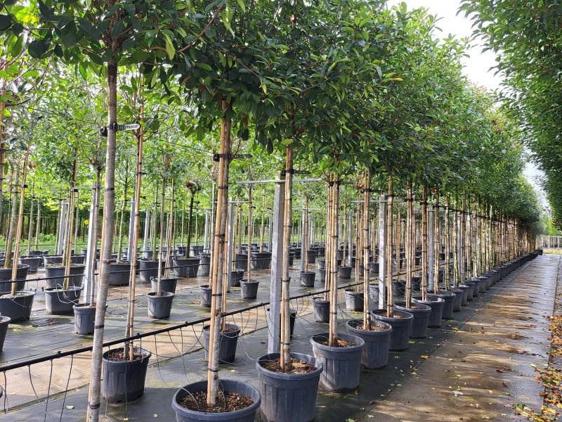 Photinia X Fraseri Red Robin (Glansmispel)-4