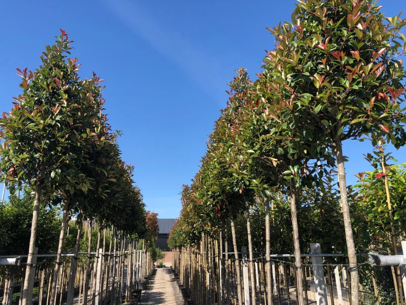 Photinia X Fraseri Red Robin (Glansmispel)-5