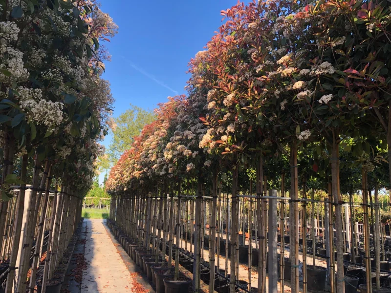 Photinia X Fraseri Red Robin (Glansmispel)-6
