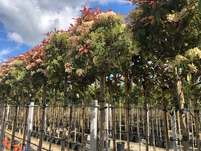 Photinia X Fraseri Red Robin (Glansmispel)-7