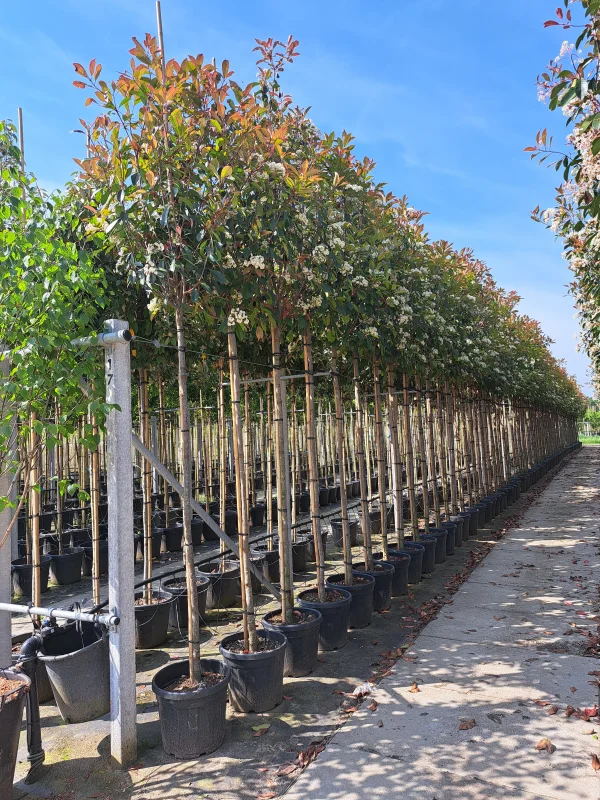 Photinia X Fraseri Red Robin (Glansmispel)-8