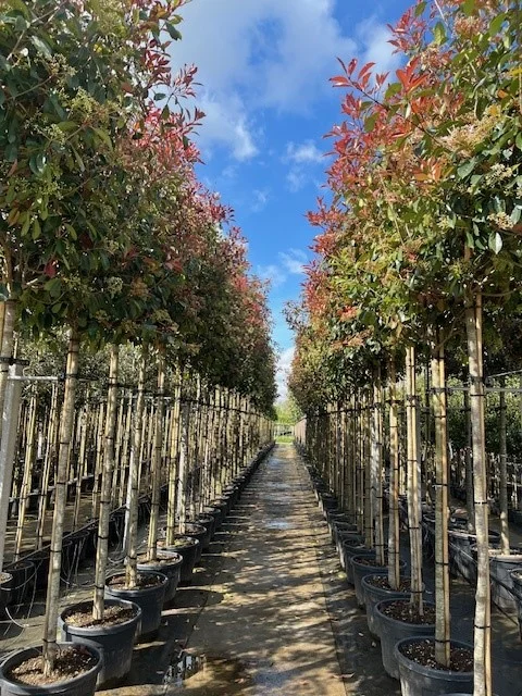 Photinia X Fraseri Red Robin (Glansmispel)-9