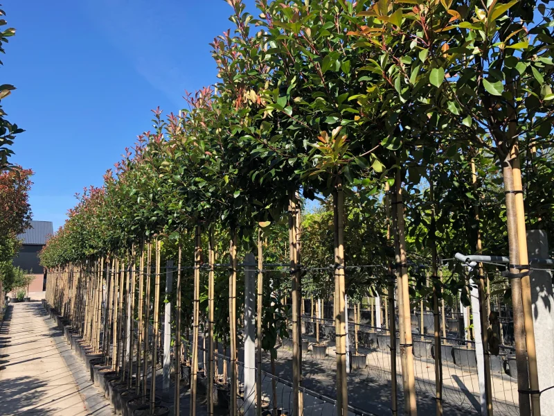 Photinia X Fraseri Red Robin (Glansmispel)-10