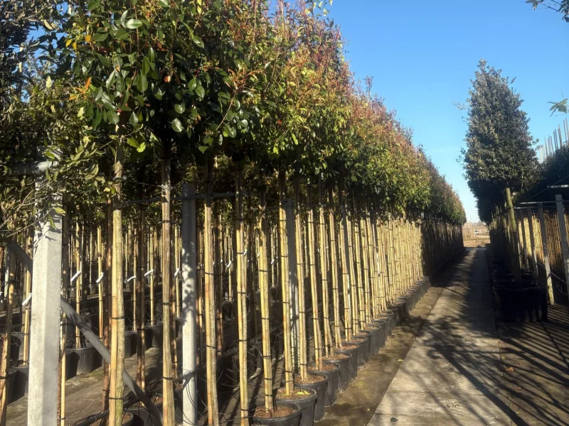 Photinia X Fraseri Red Robin (Glansmispel)-11