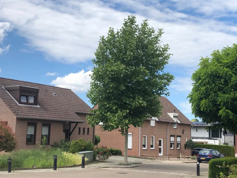 Platanus Hispanica (Plataan)