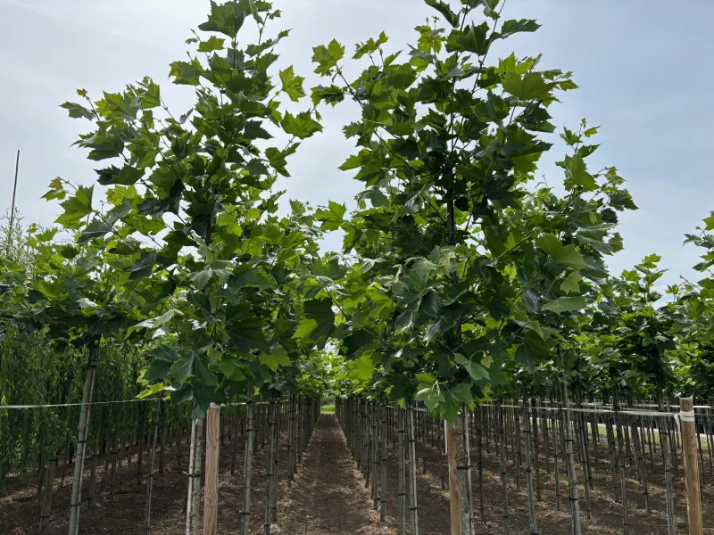 Platanus Hispanica (Plataan)