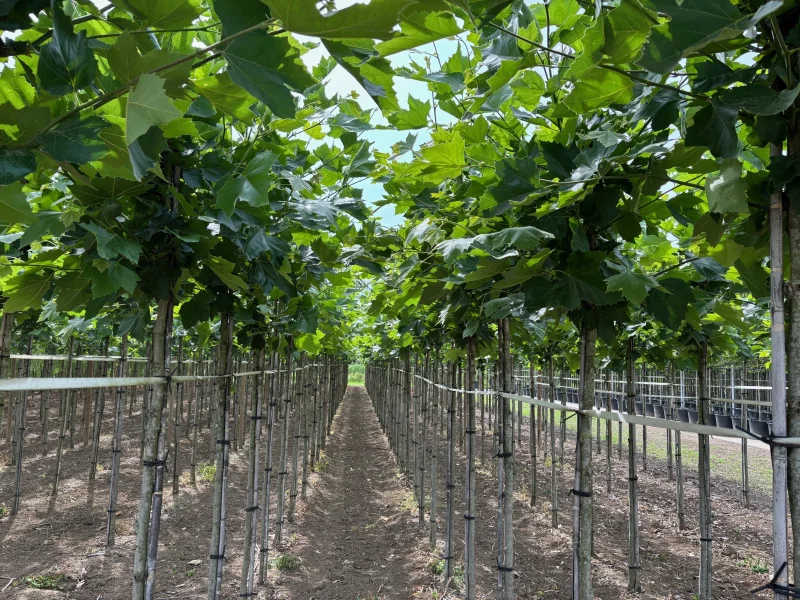 Platanus Hispanica (Plataan)-3