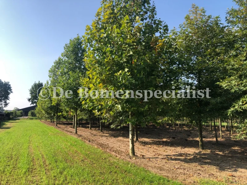 Platanus Hispanica (Plataan)-5