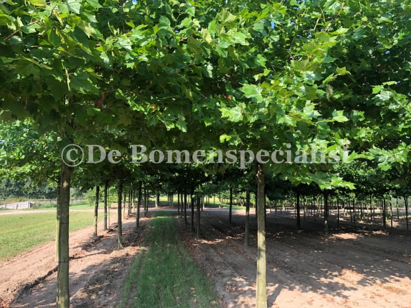 Platanus Hispanica (Plataan)-6