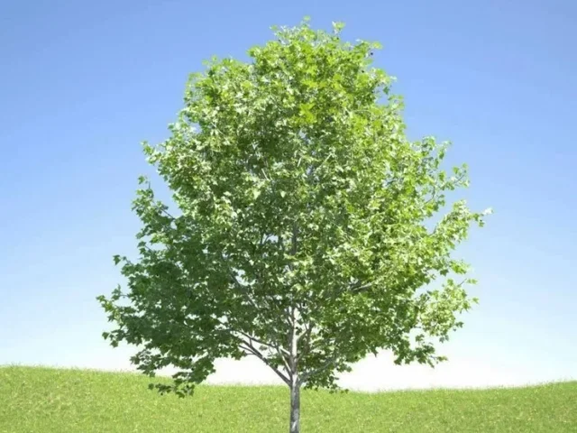 Platanus Acerifolia Bloodgood (Platane) Platanus Acerifolia Bloodgood (Platane)