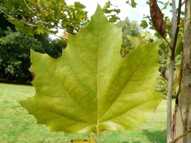 Platanus Acerifolia Bloodgood (Platane) Platanus Acerifolia Bloodgood (Platane)