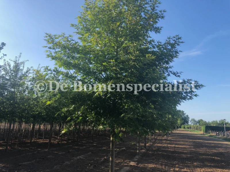 Platanus Orientalis Minaret (Oosterse Plataan)-1