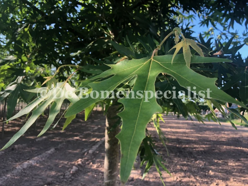 Platanus Orientalis Minaret (Oosterse Plataan)-3