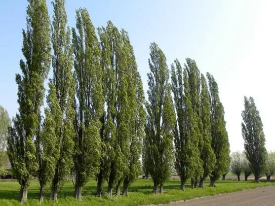 Populus Nigra Italica (Italiaanse Populier)