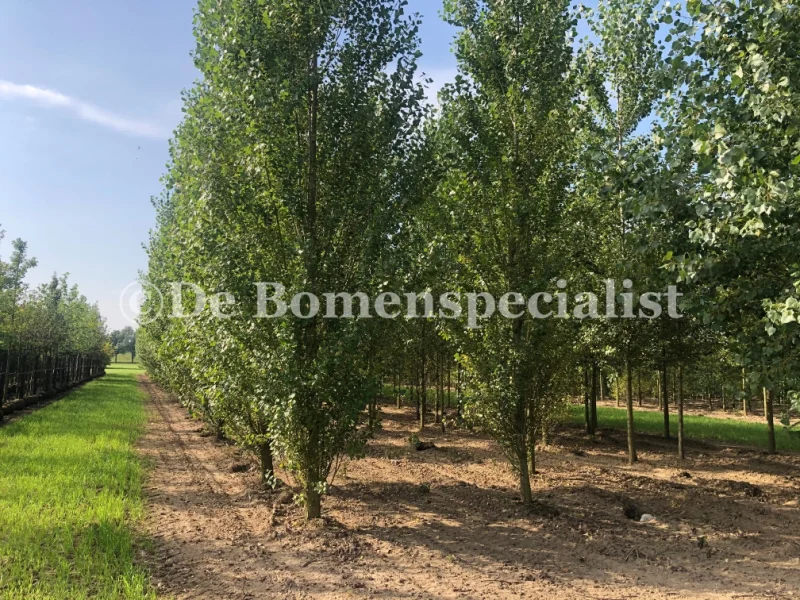 Populus Nigra Italica (Italiaanse Populier)-2