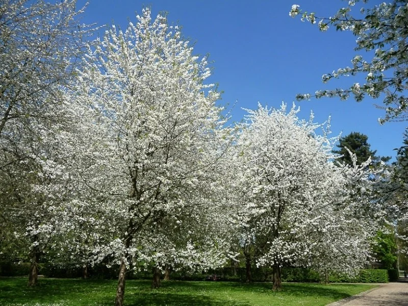 Prunus Avium Plena (Zoete Sierkers)