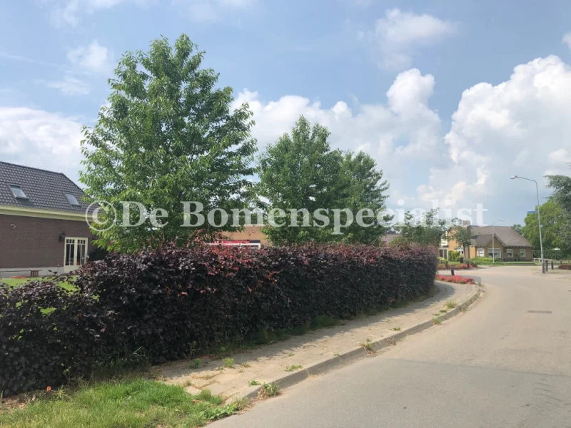 Prunus Avium Plena (Zoete Sierkers)