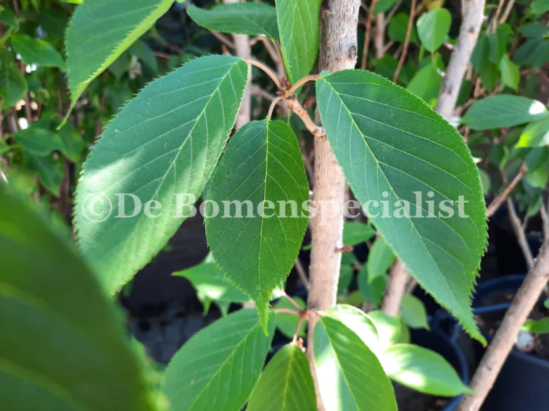 Prunus Avium Plena (Zoete Sierkers)-4