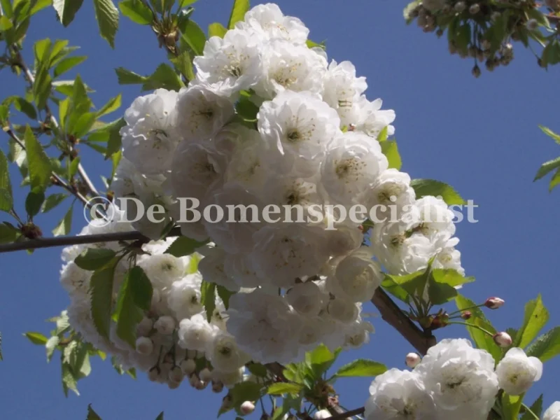 Prunus Avium (Zoete Sierkers)-2