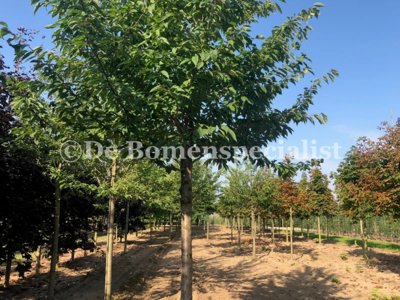 Prunus Avium (Zoete Sierkers)-3