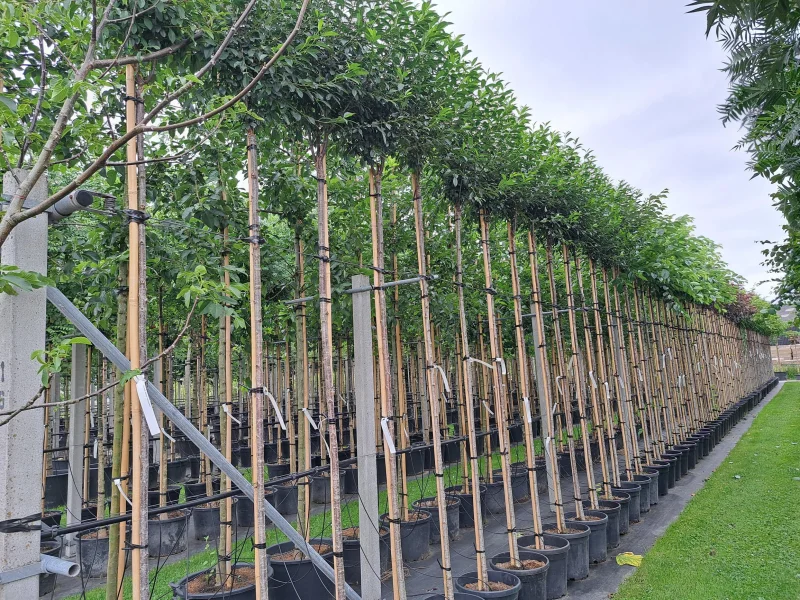 Prunus Eminens Umbraculifera (Bolkers)-1