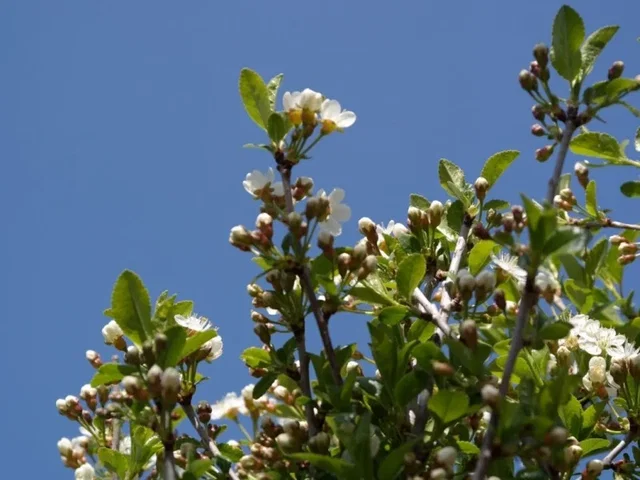 Prunus Eminens Umbraculifera (Kugel Kirsche)
