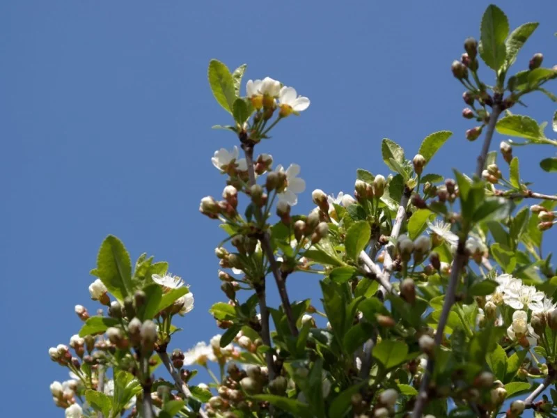 Prunus Eminens Umbraculifera (Bolkers)