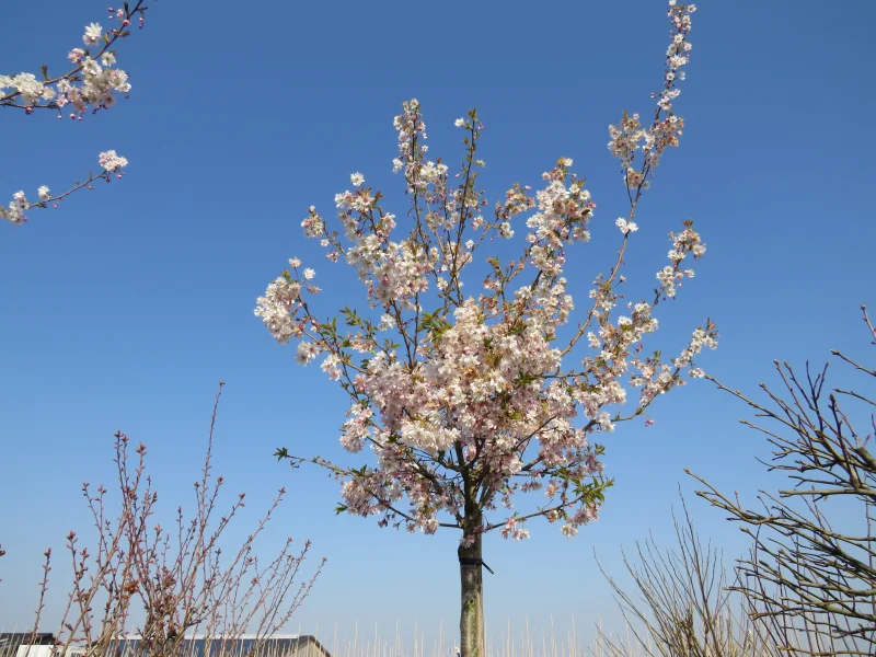 Prunus Accolade Geënt  (Sierkers)