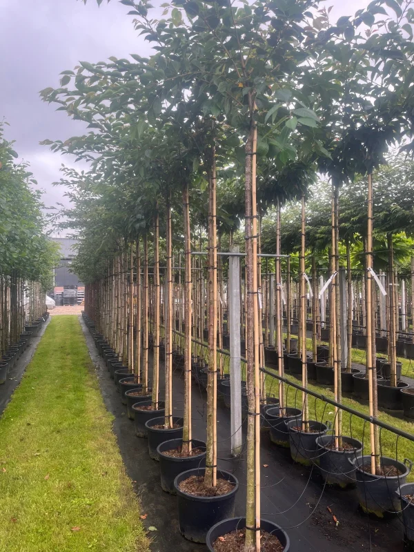 Prunus Accolade Geënt  (Sierkers)