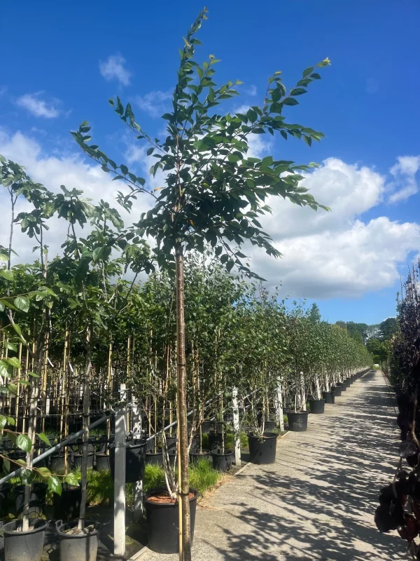 Prunus Accolade Geënt  (Sierkers)-3