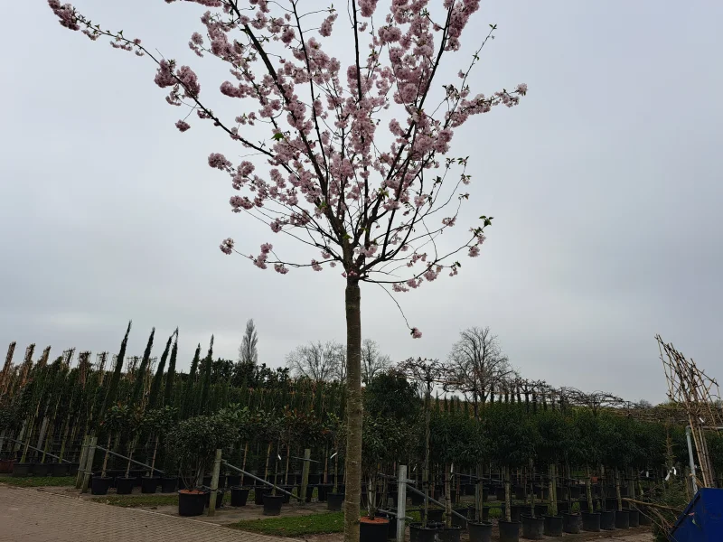 Prunus Accolade Geënt  (Sierkers)-5