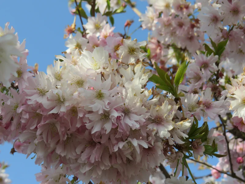 Prunus Accolade Geënt  (Sierkers)-7