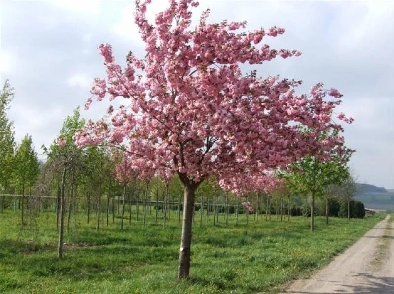 Prunus Accolade Geënt  (Sierkers)-8