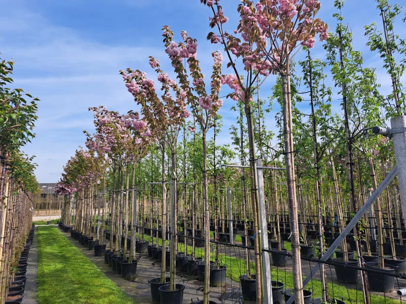 Prunus Serrulata Kanzan Geënt (Japanse Sierkers)